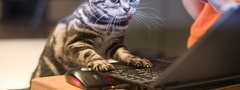 кот, ноутбук, интернет