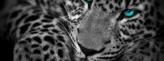 леопард, глаза, черно-белое