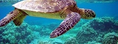 черепаха, вода, океан