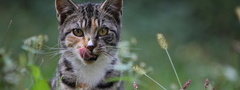 Мария Кравченко, котик, кот, трава, язык