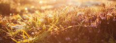утро, природа, трава, роса, солнце