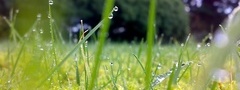Трава, роса, да просто летний дождь прошел