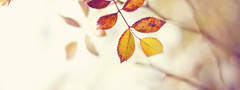 природа, осень, ветка, листья