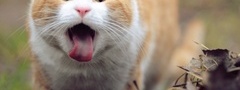 кот, язык, глаза