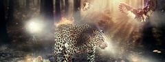 Леопард, фауна, и флора