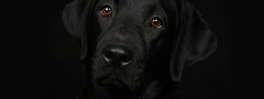 лабрадор, черный, собака, взгляд, портрет
