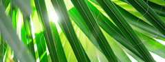 Перья, листьев, пальмы, солнечный свет