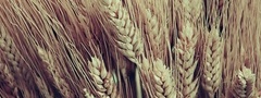 Колосья, пшеница, сноп