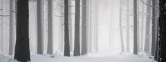 природа, лес, деревья, снег, зима