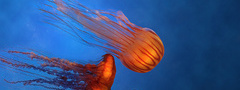 Медузы, морские, животные