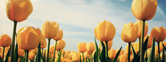 Весна, желтые, тюльпаны