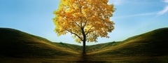 Дерево, с желтой, листвой