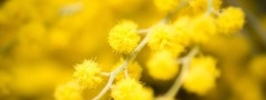 Желтые, махровые, цветы