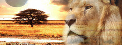 Лев, африка, саванна