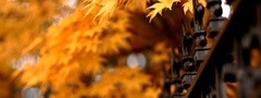 природа, осень, листья, забор