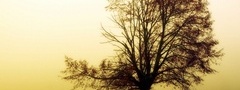 Дерево, рассвет, туман