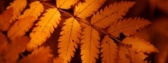 Листья, Макро, Orange