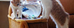 кот, кошка, котенок, рыбка, аквариум
