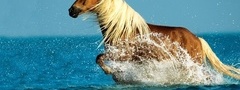 Конь, в, воде