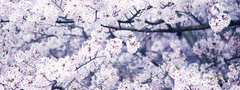 дерево, цветение, весна, макро