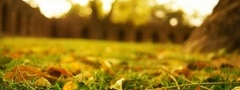 Желтые, листья, на зеленой траве