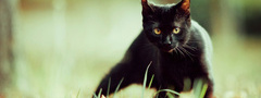 кошка, черная, трава