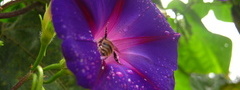 пчела, вьюнок, цветы, макро, лето
