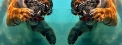 Тигр, дуплет, нырок под воду