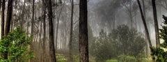 лес, туман, зеленый