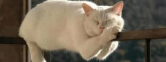 белый кот