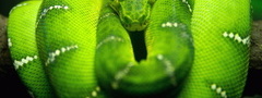 зеленый,hd,змея,опасность