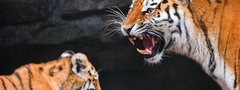 Тигр и тигренок