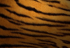 Tiger, 