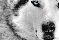 волк,белый,глаза, взгляд