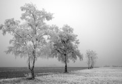 деревья,поле,снег