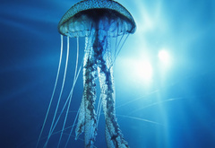 pacific ocean, jellyfish, underwater