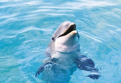 дельфин, море, вода