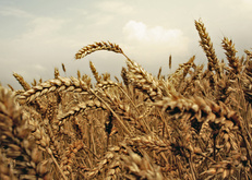 пшеница, колосья, зерно