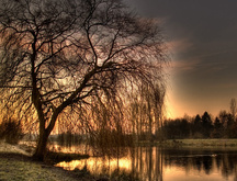 дерево, утро, озеро