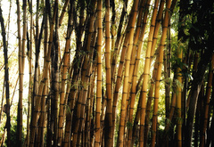 бамбук, природа