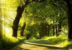 солнце, лучи, парк, деревья, трава, дорога, тень, лето, природа