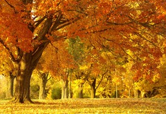 парк, лес, деревья, осень, листва