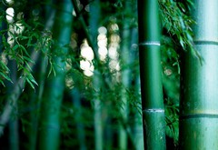 бамбук, бамбуковая роща