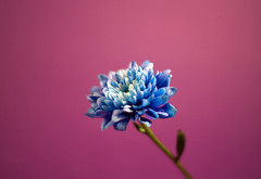 фиалка, голубой цветочек