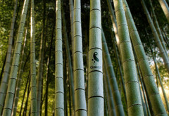 Bamboo, Gaia, бамбук, природа,