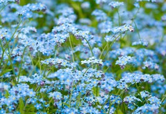 цветы, природа, поле синих цветов