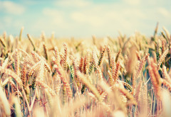 Поле, пшеница, злаки, gaia, лето, небо, ясно