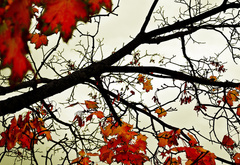 осень, листья, деревья