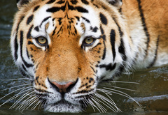 Bathing,tiger