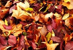 природа, осень, красно жёлтые листья